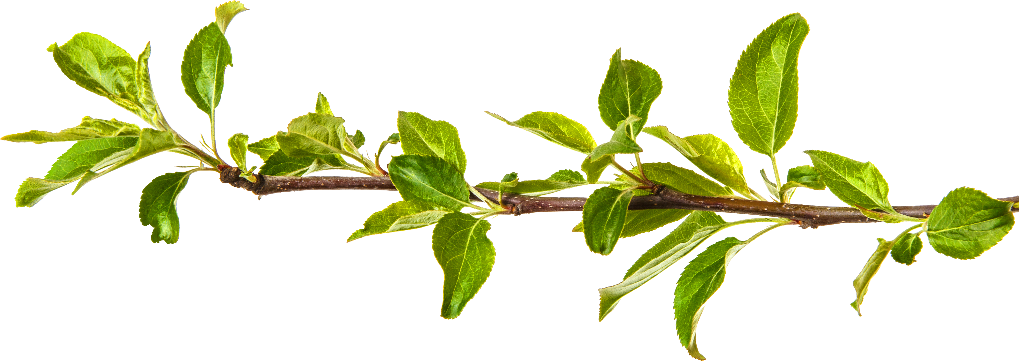 Apple tree branch with apples